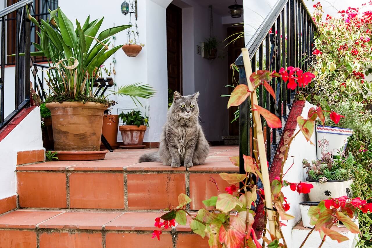 Best Potted Plants for Florida: Top Picks for Vibrant Greenery